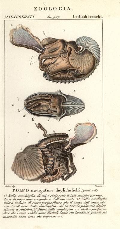 Greater Argonaut Octopus, Argonauta argo by Corsi Corsi