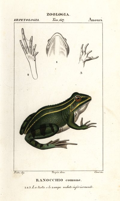 Green frog, Pelophylax kl esculentus by Corsi Corsi