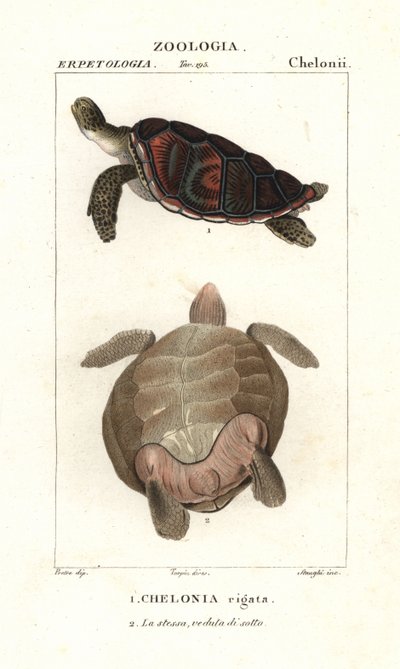 Green Sea Turtle by Corsi Corsi