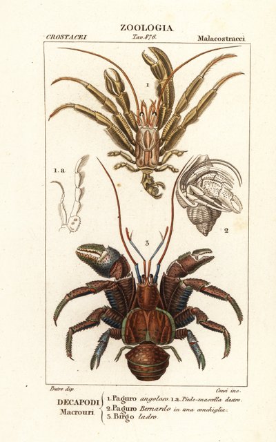 Hermit crabs and coconut crab by Corsi Corsi