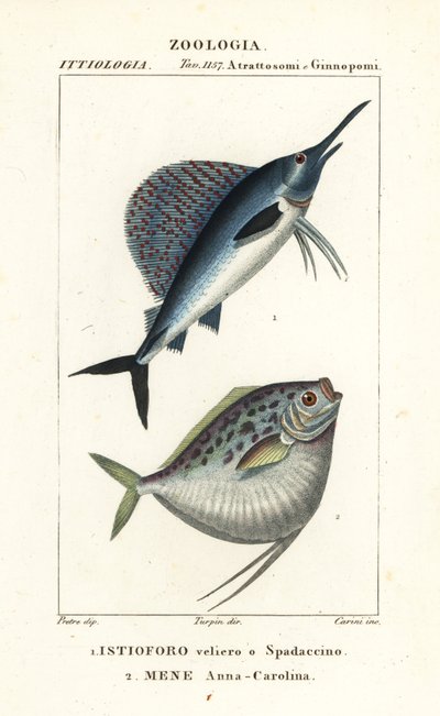 Indo-Pacific Sailfish, Istiophorus platypterus 1, and Moonfish, Mene maculata 2 by Corsi Corsi
