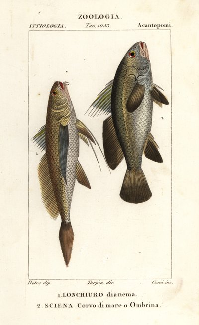 Longtail croaker, Lonchurus lanceolatus and meagre, croaker, stone bass, shadefish, Argyrosomus regius by Corsi Corsi