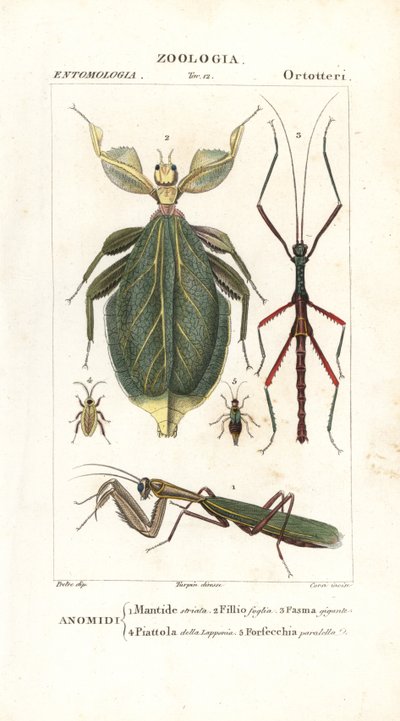 Mantis, Leaf Insect, Stick Insect, etc. by Corsi Corsi