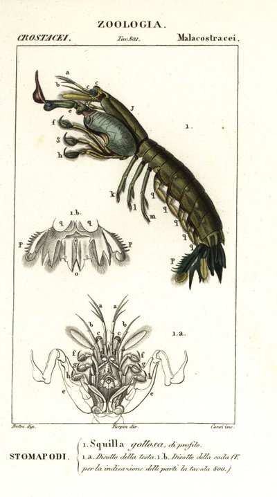 Mantis Shrimp, Gonodactylus Chiragra by Corsi Corsi