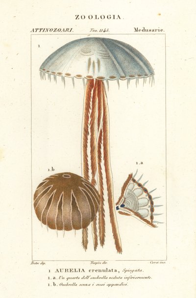 Moon Jellyfish, Aurelia crenulata by Corsi Corsi
