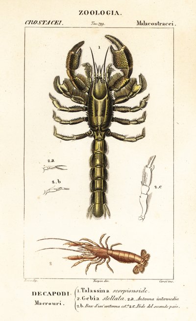 Mud lobster and mud shrimp by Corsi Corsi