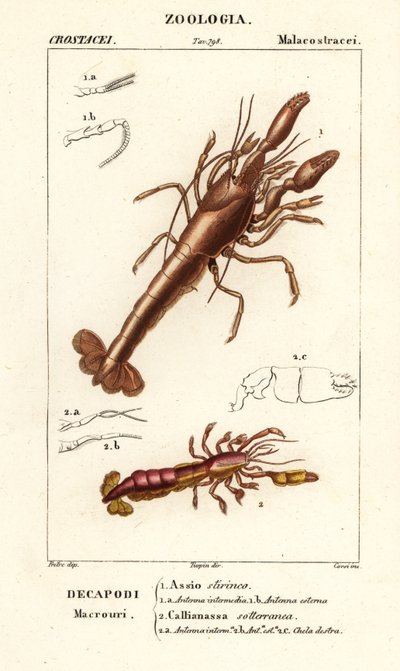 Mud lobster and mud shrimp by Corsi Corsi