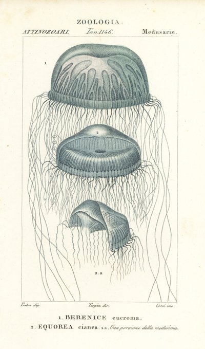 Naked-eye medusa jellyfish, Berenix euchroma and crystal jelly, Aequorea cyanea by Corsi Corsi