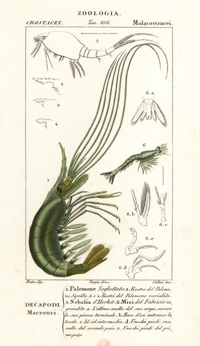 Narwal shrimp, leptostracan and mysid shrimp by Corsi Corsi
