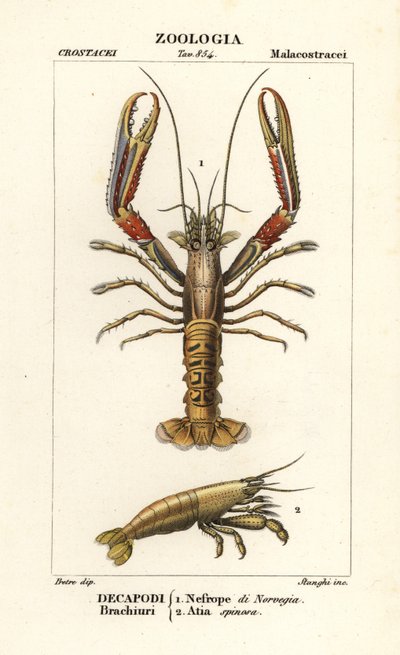 Norway lobster and shrimp by Corsi Corsi