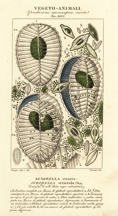 Plankton, Surirella striatula, Surirella striata by Corsi Corsi