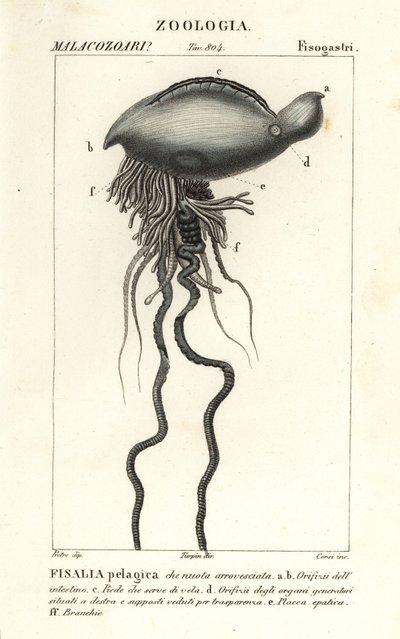 Portuguese man o