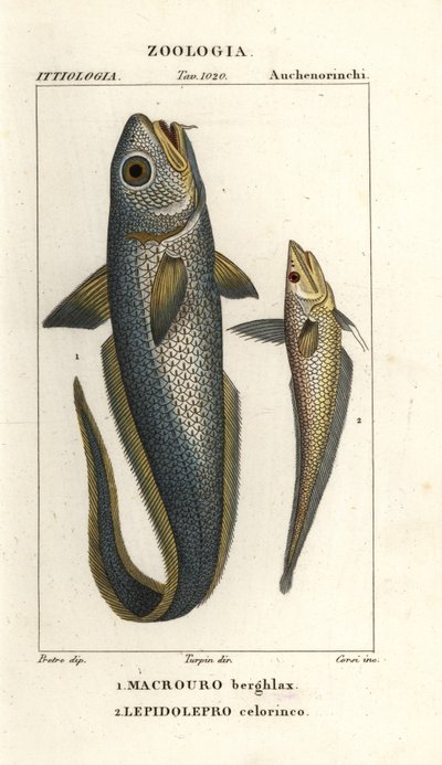 Roughhead grenadier or onion-eye grenadier, Macrourus berglax and hollowsnout grenadier, Coelorinchus caelorhincus by Corsi Corsi
