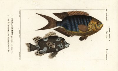 Sapphire damsel, Pomacentrus pavo, and harlequin sweetlips, Plectorhinchus chaetodonoides by Corsi Corsi