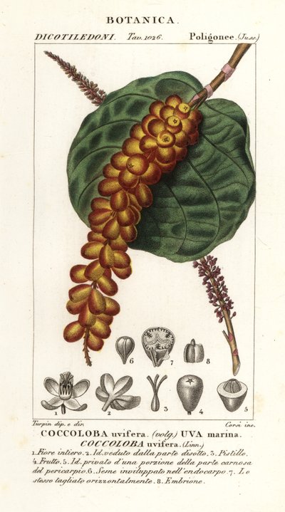 Seagrape or baygrape, Coccoloba uvifera by Corsi Corsi