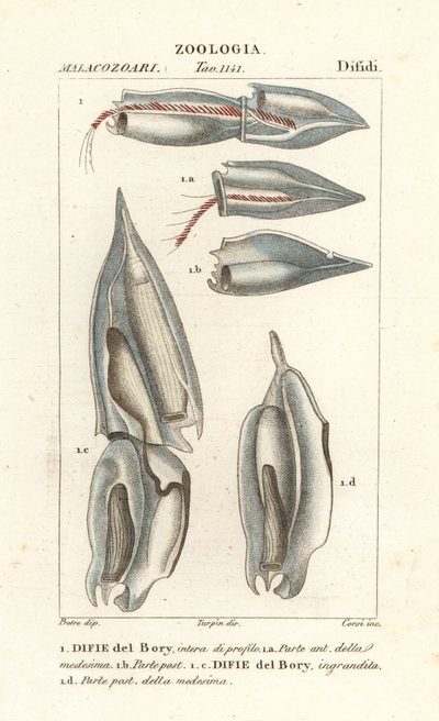 Siphonophores, Diphyes dispar, Diphyes boryi by Corsi Corsi