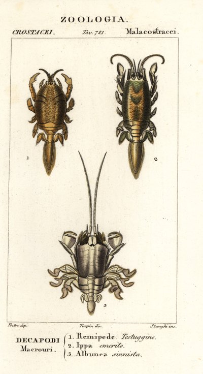 Species of mole crabs or sand crabs by Corsi Corsi