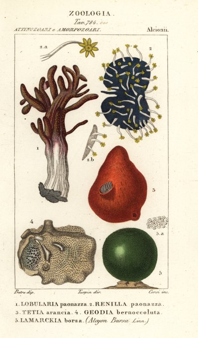 Species of Sea Sponge by Corsi Corsi