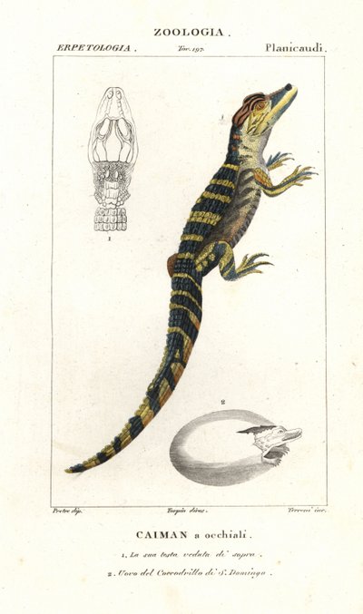 Spectacled Caiman and Hatching Egg of the American Crocodile by Corsi Corsi