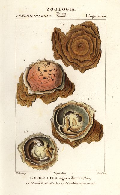 Spherulites agariciformis by Corsi Corsi