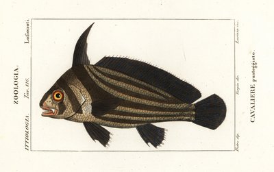 Spotted Drum, Equetus punctatus Eques punctatus, Cavaliere punteggiato by Corsi Corsi