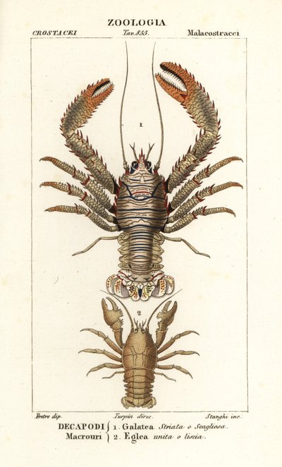 Squat lobster, Galathea strigosa, and Aegla laevis by Corsi Corsi