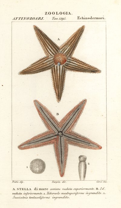 Starfish or sea star, Asterias rubens by Corsi Corsi