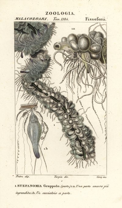 String Jellyfish, Apolemia uvaria (Stephanomia uvaria, Stefanomia grappolo) by Corsi Corsi