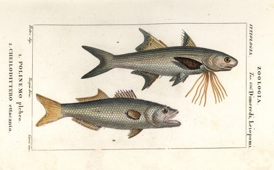 Striped threadfin and bluefish by Corsi Corsi