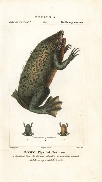 Surinam Toad by Corsi Corsi