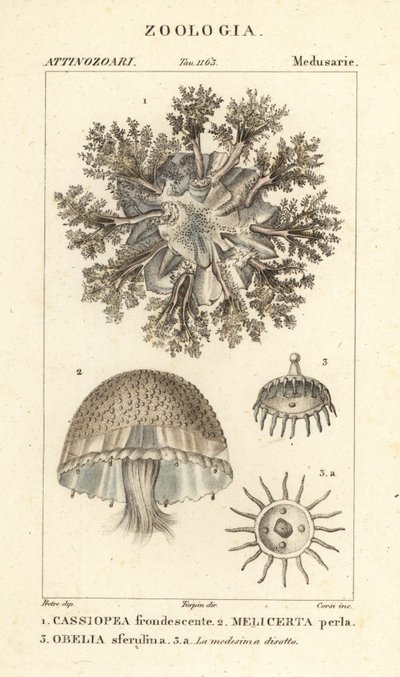 Upside-down jellyfish, Cassiopea frondosa, Melicertum species, and obelia polyp by Corsi Corsi