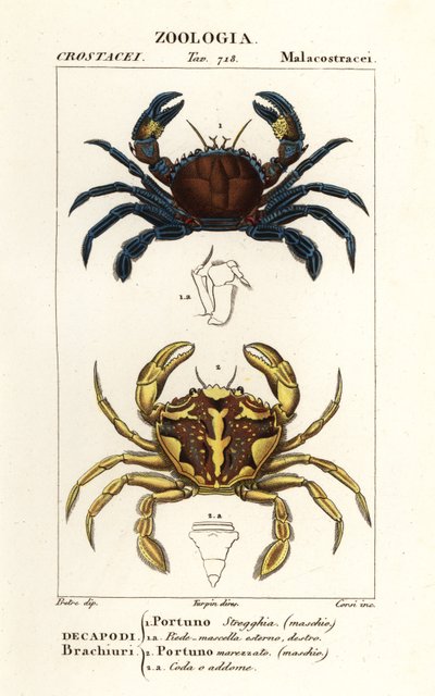 Velvet swimming crab and marbled swimming crab by Corsi Corsi