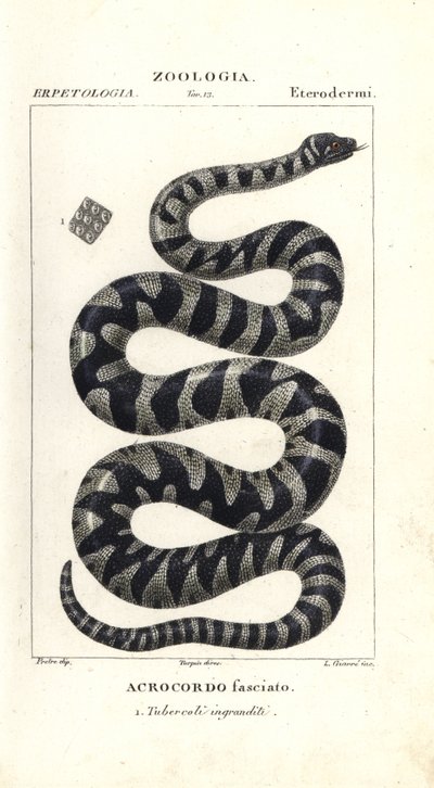 Wart Snake or Little Filesnake by Corsi Corsi