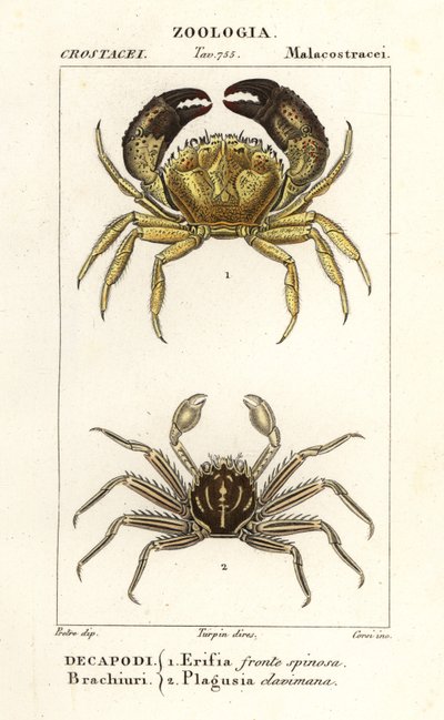 Warty crab and flat rock crab by Corsi Corsi