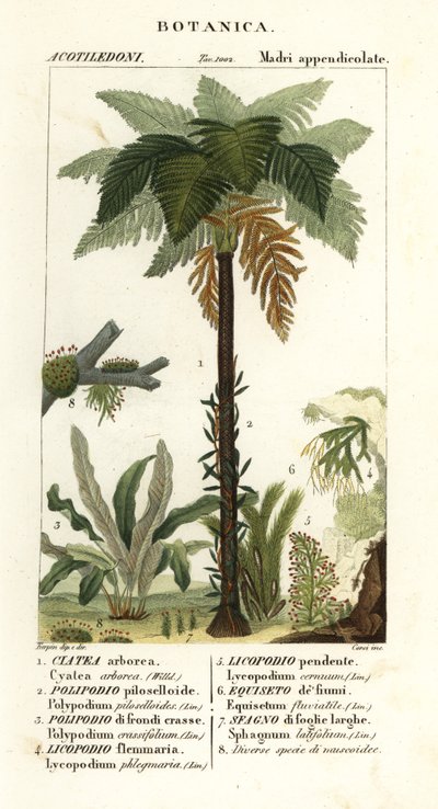 West Indian treefern, Cyathea arborea, vine fern, Microgramma piloselloides, graceful fern, Niphidium crassifolium, coarse tassel fern, Huperzia phlegmaria, staghorn clubmoss, Lycopodiella cernua, water horsetail by Corsi Corsi