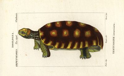 Yellow-footed tortoise or Brazilian giant tortoise by Corsi Corsi