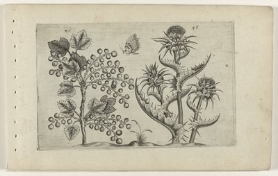Currant and Milk Thistle by Crispijn van de Passe (I) (attributed to)