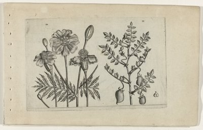 Marigold and Chickpea by Crispijn van de Passe (I) (attributed to)