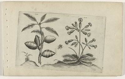 Almond Tree and Golden Primrose by Crispijn van de Passe (I) (attributed to)