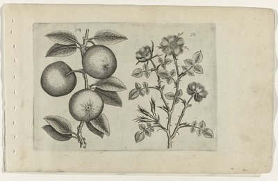 Apple and Dog Rose (Cognoscite lilia) by Crispijn van de Passe (I) (attributed to)