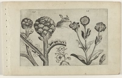 Artichoke and Prickly Thistle by Crispijn van de Passe (I) (attributed to)