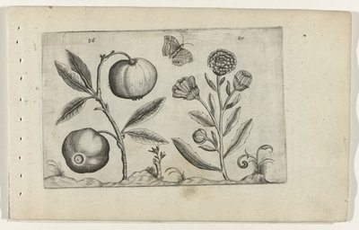Assyrian Apple and Marigold (Cognoscite Lilia) by Crispijn van de Passe (I) (attributed to)
