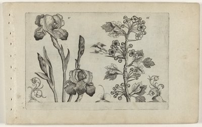 Bearded Iris and Coral Hawthorn by Crispijn van de Passe (I) (attributed to)