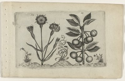 Corn Cockle and Sour Cherry by Crispijn van de Passe (I) (attributed to)