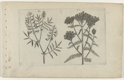 Vetch and Yarrow (Cognoscite lilia series) by Crispijn van de Passe (I) (attributed to)