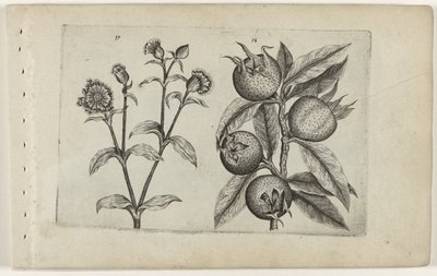 Ragged Robin and Medlar (Cognoscite Lilia) by Crispijn van de Passe (I) (attributed to)