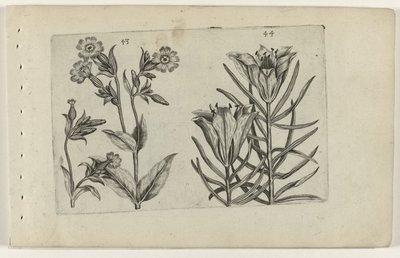Day Cuckoo Flower and Rye Lily by Crispijn van de Passe (I) (attributed to)