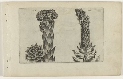 Mullein and Mullein (Cognoscite Lilia) by Crispijn van de Passe (I) (attributed to)