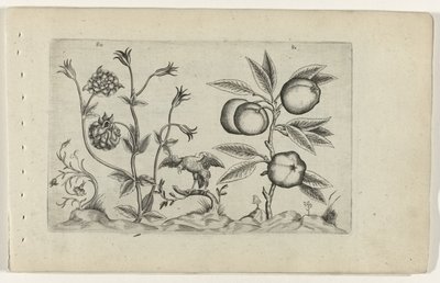 Double Columbine and Apple by Crispijn van de Passe (I) (attributed to)