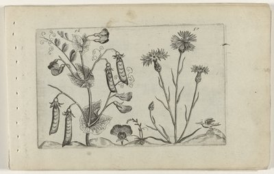 Pea and Cornflower by Crispijn van de Passe (I) (attributed to)